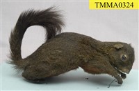 藏品(赤腹松鼠)的圖片